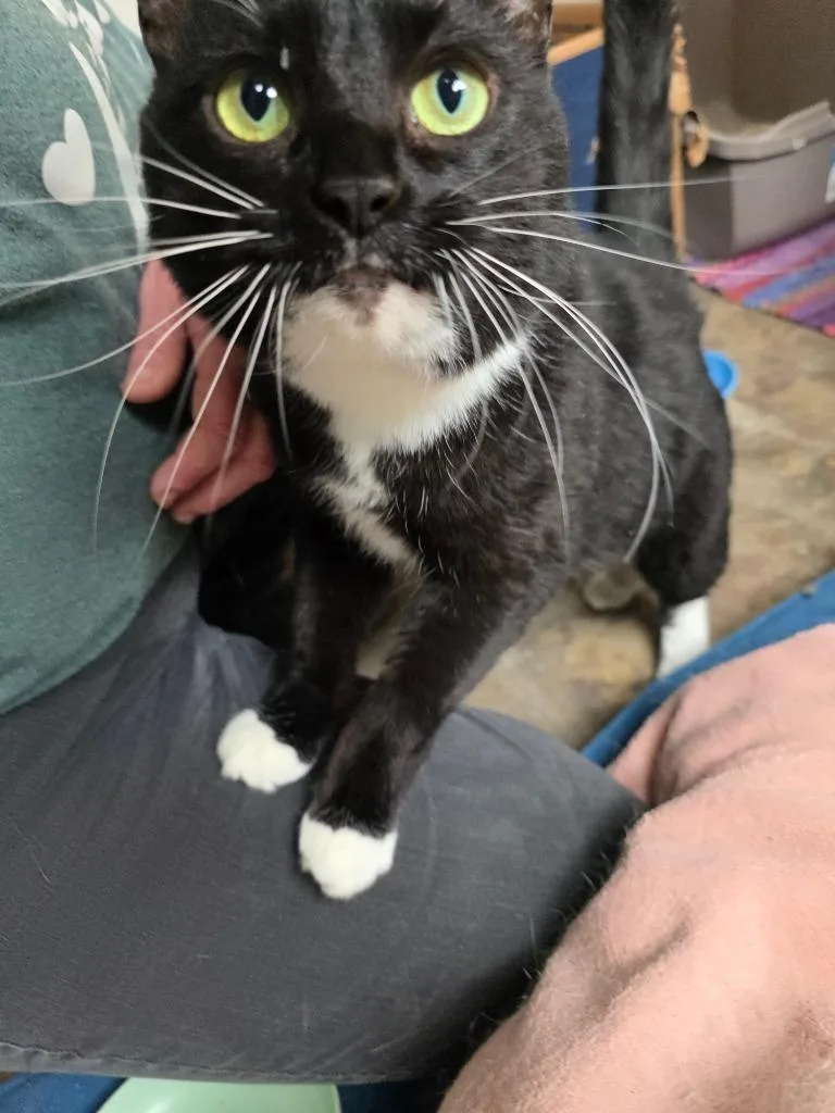An adult medium-sized female Domestic Short Hair cat named Remy for adoption in Sprakers, NY