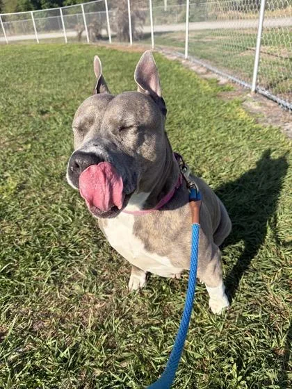 A senior large-sized female Mixed Breed dog named Diamond for adoption in Vero Beach, FL