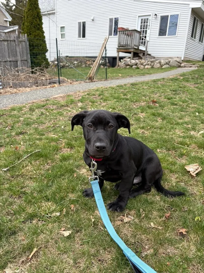 A baby medium-sized male Mixed Breed dog named Leo for adoption in Pembroke, MA