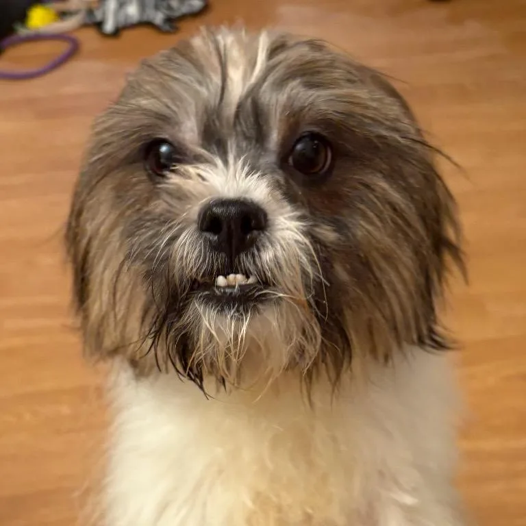 An adult small-sized female Brown / Chocolate Mixed Breed dog named Bubbles for adoption in Rockville, MD