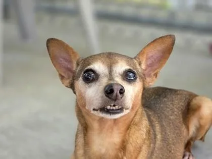 Bindi