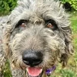 An adult large-sized female Schnoodle dog named Fancy for adoption in Avon, IN