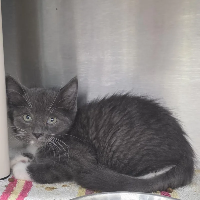 A baby small-sized male Gray / Blue / Silver Domestic Short Hair cat named Sugar for adoption in Fort Wayne, IN