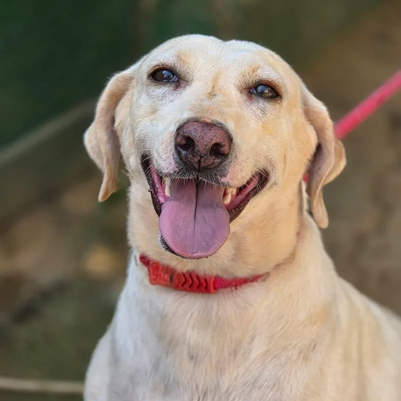 An adult medium-sized female White / Cream Labrador Retriever dog named Miss Darling DeeDee for adoption in Ridgefield, WA