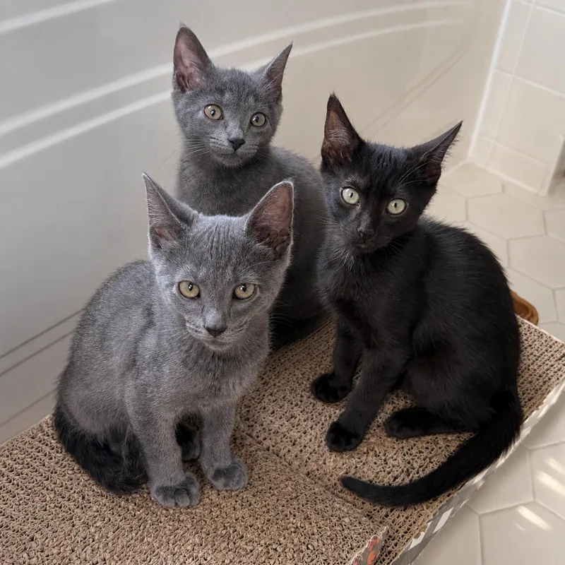 A baby medium-sized male Gray / Blue / Silver Domestic Short Hair cat named Darby for adoption in Hillsborough, NJ