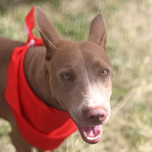 A young medium-sized female American Staffordshire Terrier dog named Coco for adoption in San Antonio, TX
