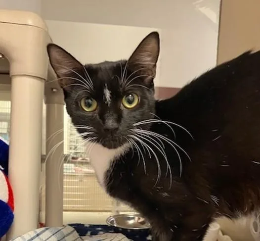 A young medium-sized female Domestic Short Hair cat named Vivienne for adoption in Springfield, MA