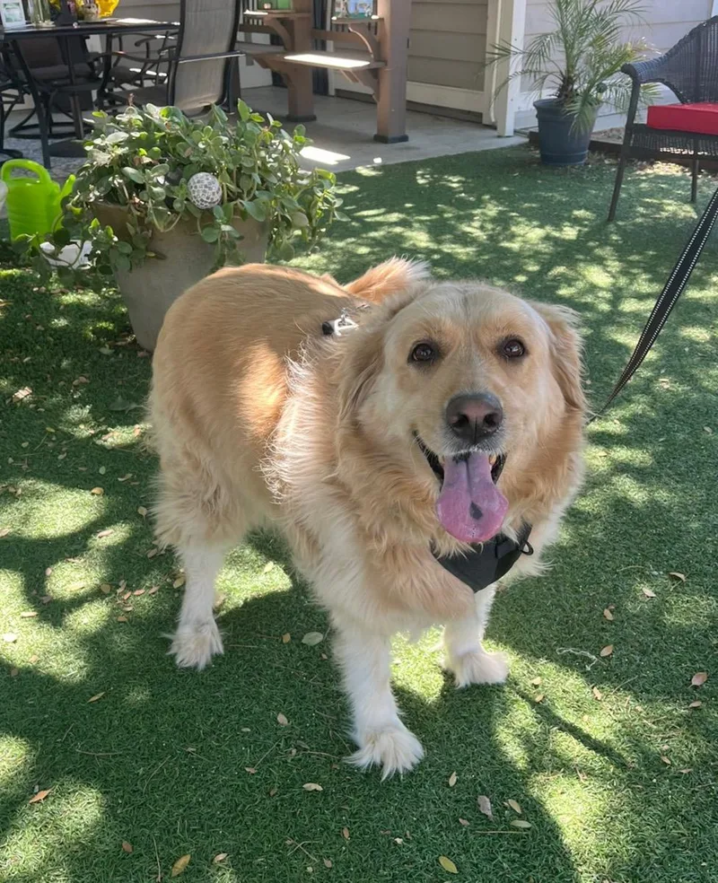 An adult large-sized female Golden Golden Retriever dog named Maggie for adoption in Temecula, CA