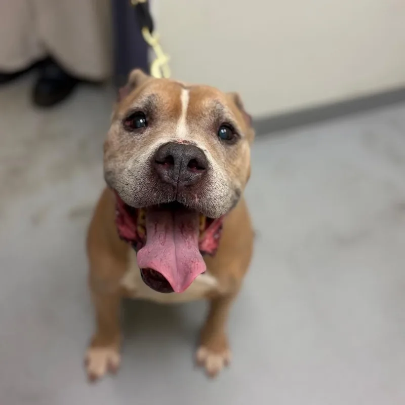 A senior large-sized male Yellow / Tan / Blond / Fawn Pit Bull Terrier dog named Honcho for adoption in Charlottesville, VA
