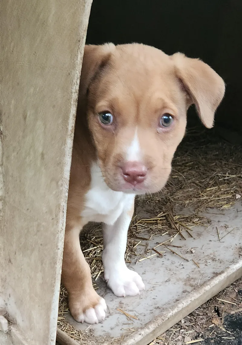 A baby medium-sized female Terrier dog named Ginger for adoption in Flintstone, GA