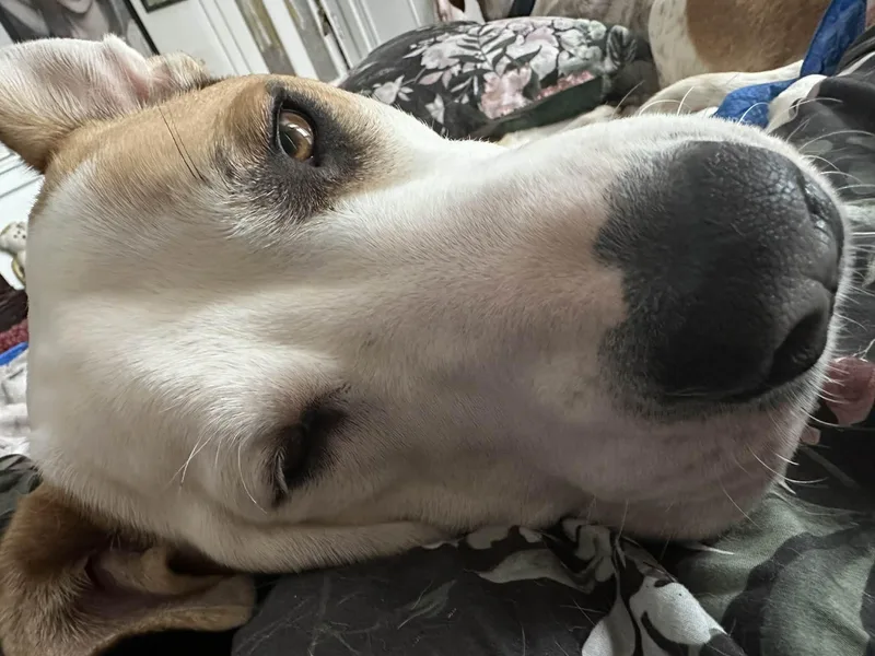 A young large-sized female American Bulldog dog named Roxy for adoption in Rochester, NY