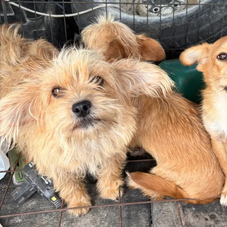 An adult small-sized female Yellow / Tan / Blond / Fawn Yorkshire Terrier dog named Holly for adoption in Normal, IL