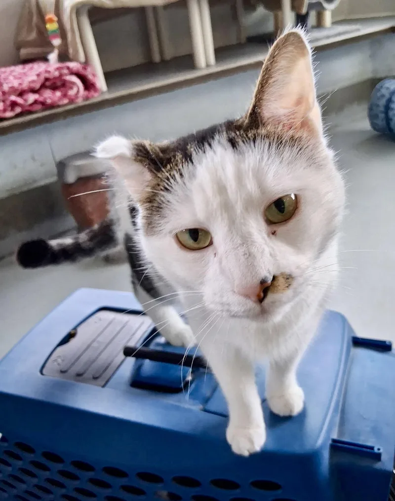 A young medium-sized male White Domestic Short Hair cat named Butch Cassidy for adoption in Yonkers, NY