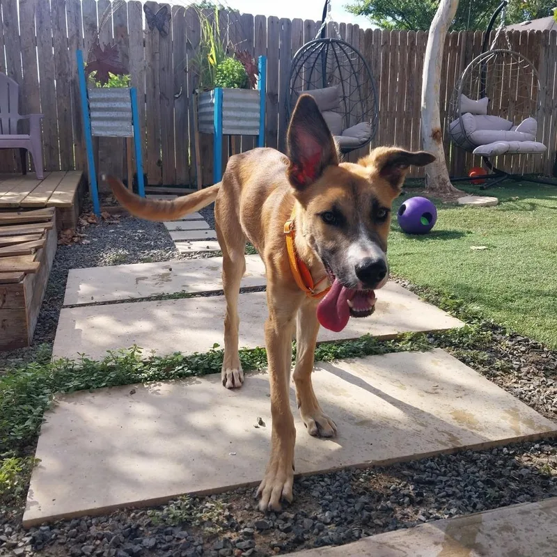 A young medium-sized male Brown / Chocolate Shepherd dog named Leo for adoption in Austin, TX