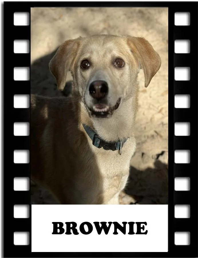 Brownie