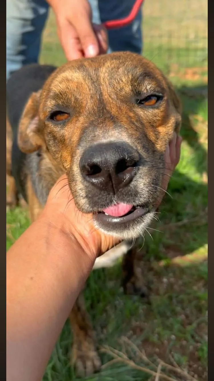 An adult medium-sized male Brindle Dutch Shepherd dog named Mason for adoption in Paradise, TX