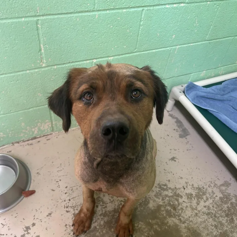 A young large-sized male Bicolor Retriever dog named Griz for adoption in Grass Valley, CA