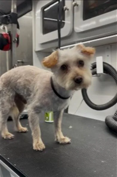 An adult small-sized male Maltese dog named Clayton for adoption in San Bernardino, CA