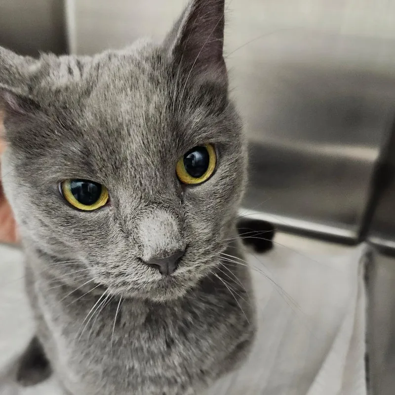 An adult medium-sized female Gray / Blue / Silver Domestic Short Hair cat named Piper for adoption in Ballston Spa, NY