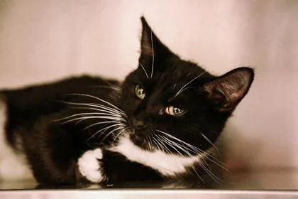 A baby small-sized female Domestic Short Hair cat named Chess for adoption in Dothan, AL