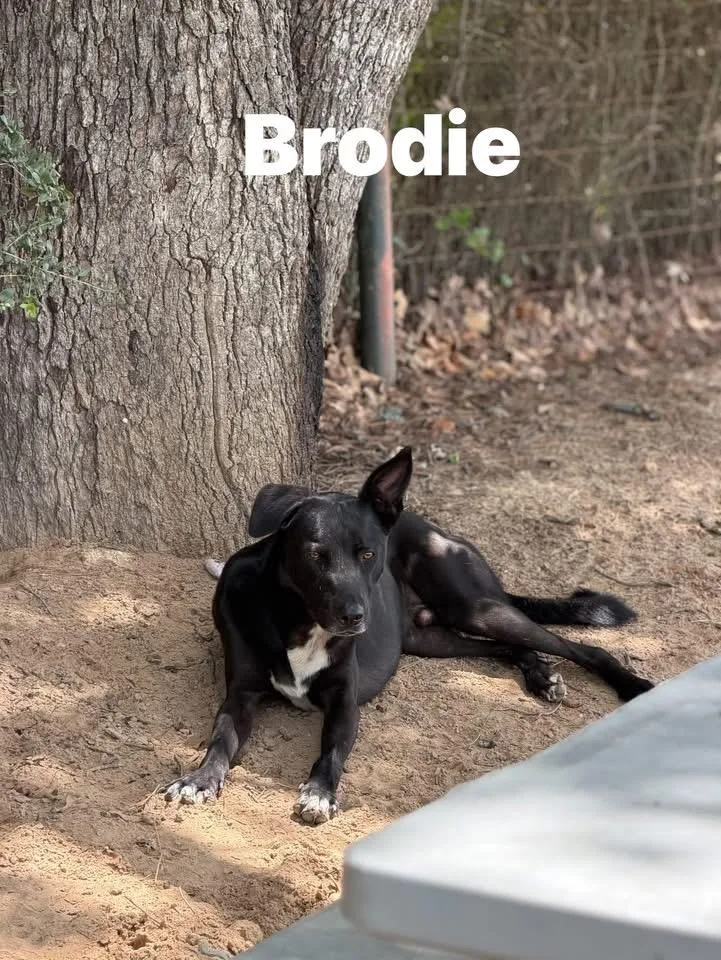 An adult medium-sized male Black Labrador Retriever dog named Brodie for adoption in Hawkins, TX