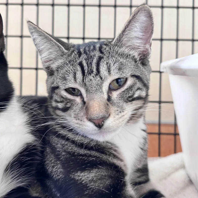 A young small-sized male Domestic Short Hair cat named Schmidt for adoption in Burlingame, CA