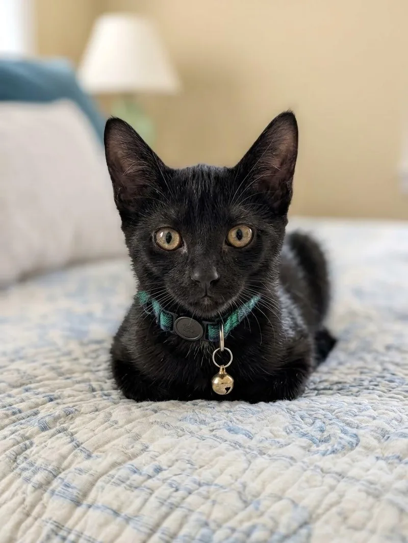 A baby small-sized male Black Domestic Short Hair cat named Charlie for adoption in Nashville, TN