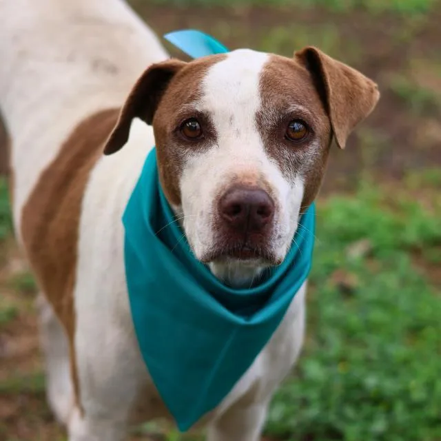 An adult small-sized male American Staffordshire Terrier dog named Pup for adoption in San Antonio, TX
