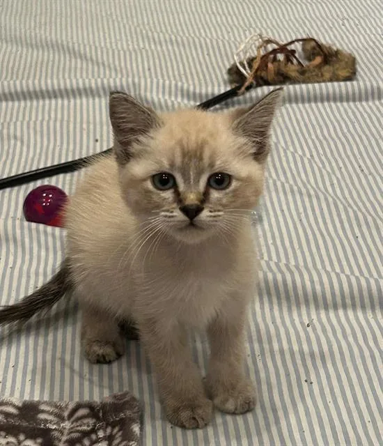 A baby small-sized female Domestic Short Hair cat named Summer for adoption in Tustin, CA