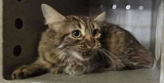 A young medium-sized female Domestic Long Hair cat named Aurora for adoption in Lancaster, CA