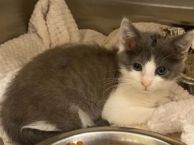 A baby small-sized female Domestic Short Hair cat named Candy Girl for adoption in Tustin, CA