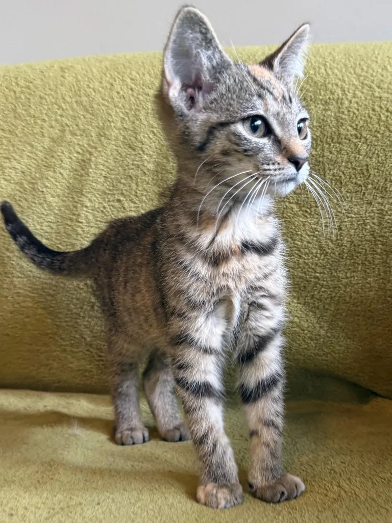 A baby medium-sized female Tabby (Gray / Blue / Silver) Domestic Short Hair cat named Berry for adoption in Mount Prospect, IL