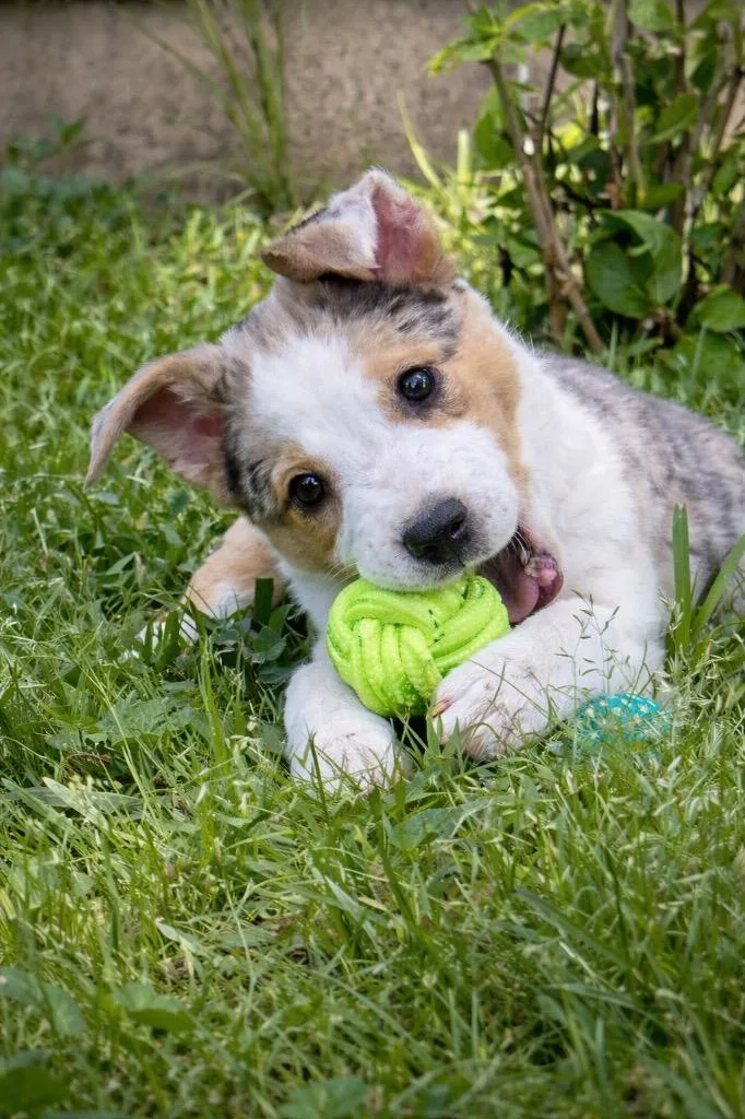 A baby large-sized male Australian Shepherd dog named Wade for adoption in Princeton, MA