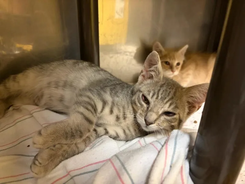 A baby small-sized male Domestic Short Hair cat named Caldo for adoption in Santa Cruz, CA