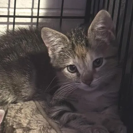 A baby small-sized female Torbie Domestic Short Hair cat named Cashmere for adoption in Los Angeles, CA