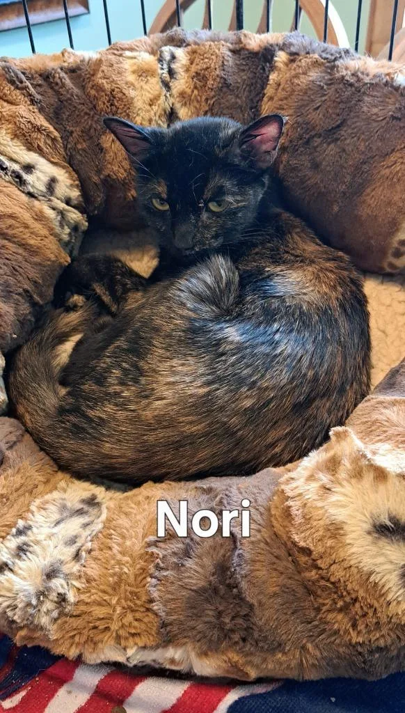 A young medium-sized female Domestic Short Hair cat named Nori for adoption in Plattsburgh, NY