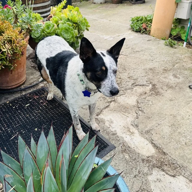 An adult medium-sized male Black Cattle Dog dog named Wendell for adoption in San Francisco, CA