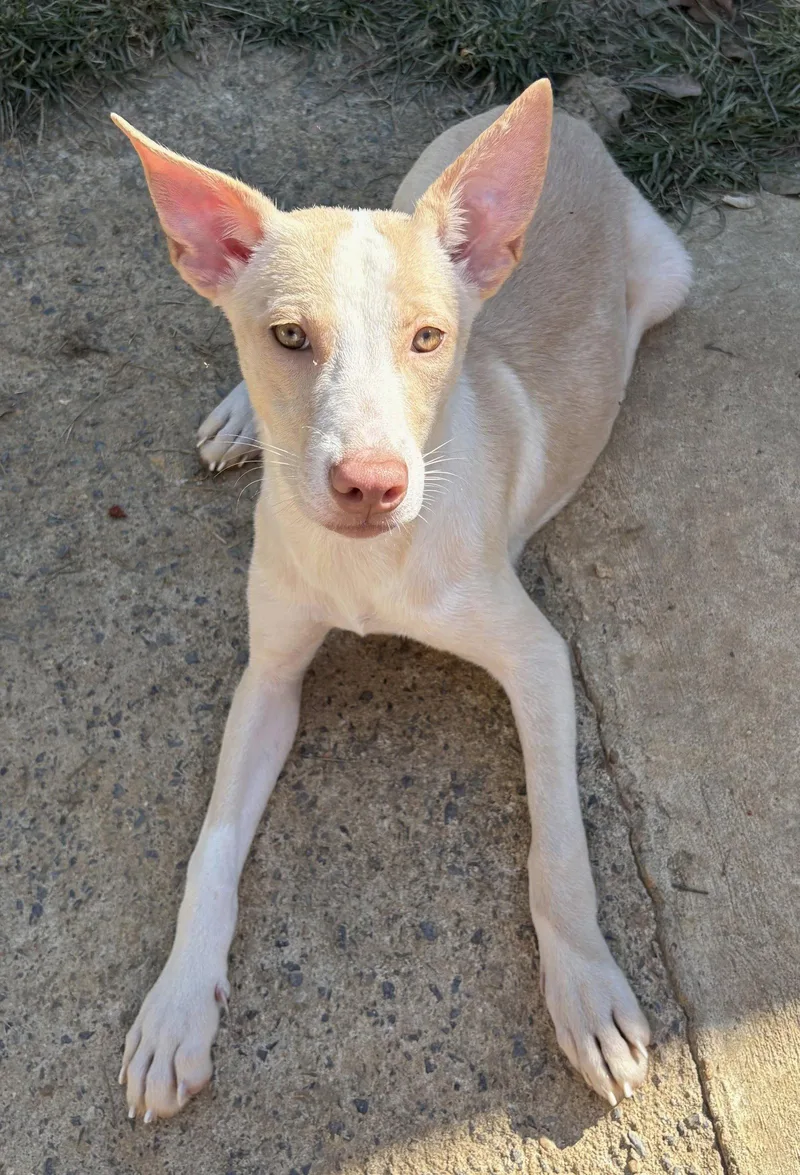 A young large-sized female Pit Bull Terrier dog named Lime Chiffon for adoption in Wetumpka, AL