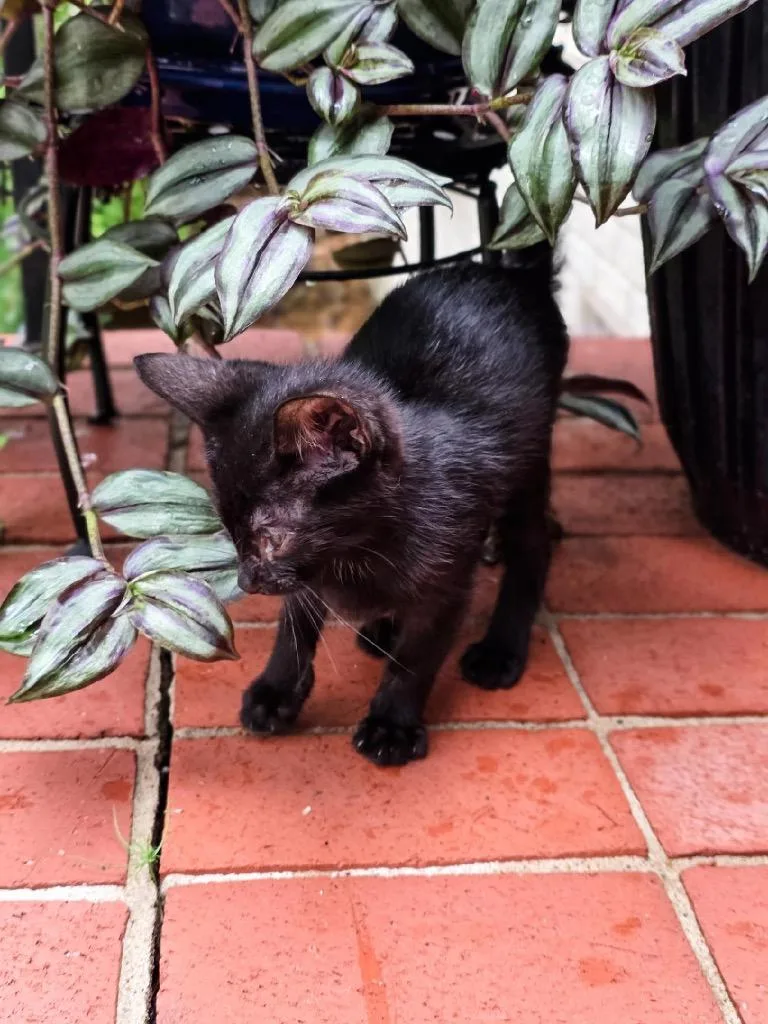 A baby medium-sized male Domestic Short Hair cat named Pete for adoption in Benton, AR