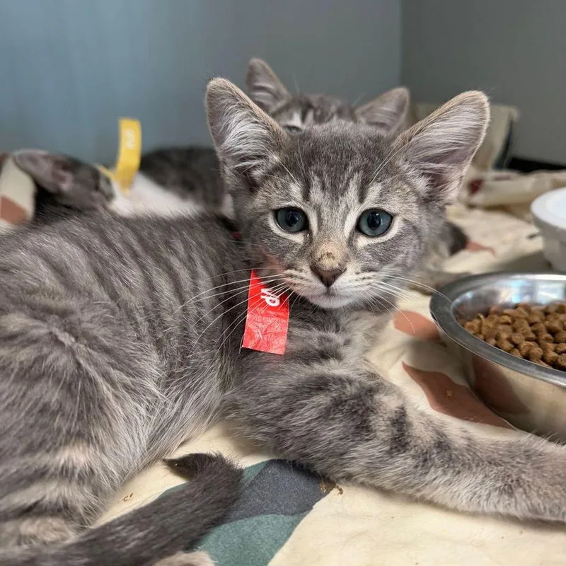 A young medium-sized male Tabby (Orange / Red) Domestic Short Hair cat named Trevor for adoption in Kingman, AZ