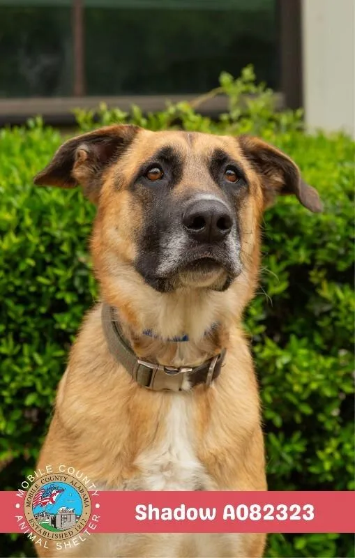 An adult medium-sized male Black German Shepherd Dog dog named Shadow for adoption in Mobile, AL