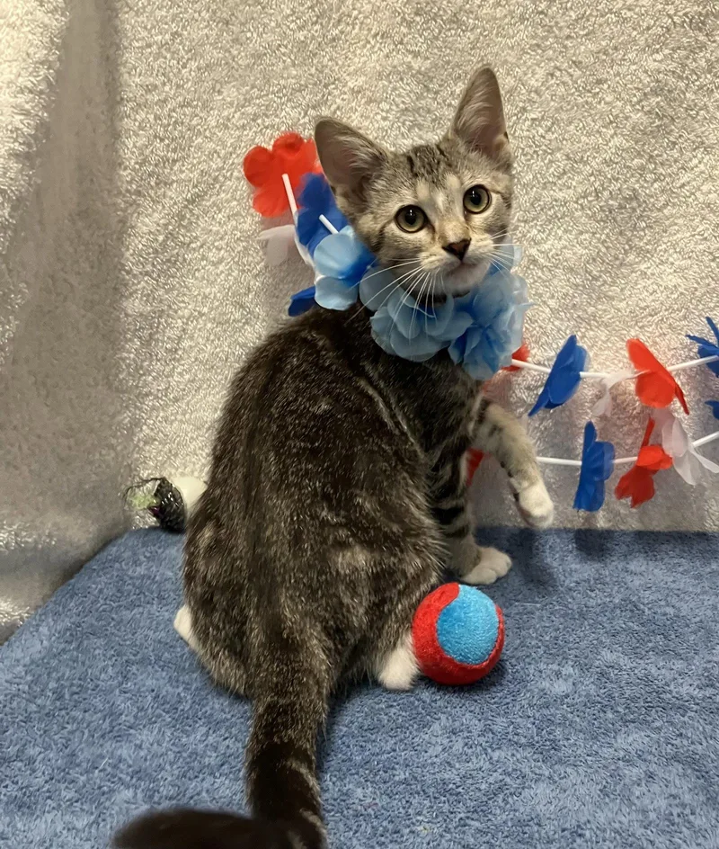 A baby medium-sized female White Domestic Short Hair cat named Hazel for adoption in Dublin, OH