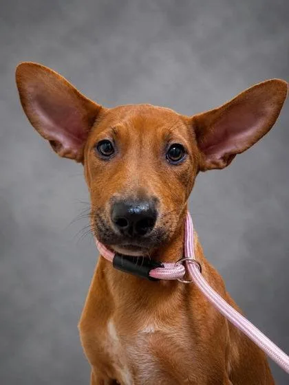 Gertie