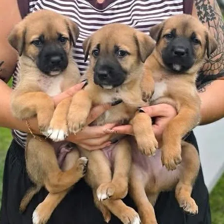 Puddles thumbnail 4