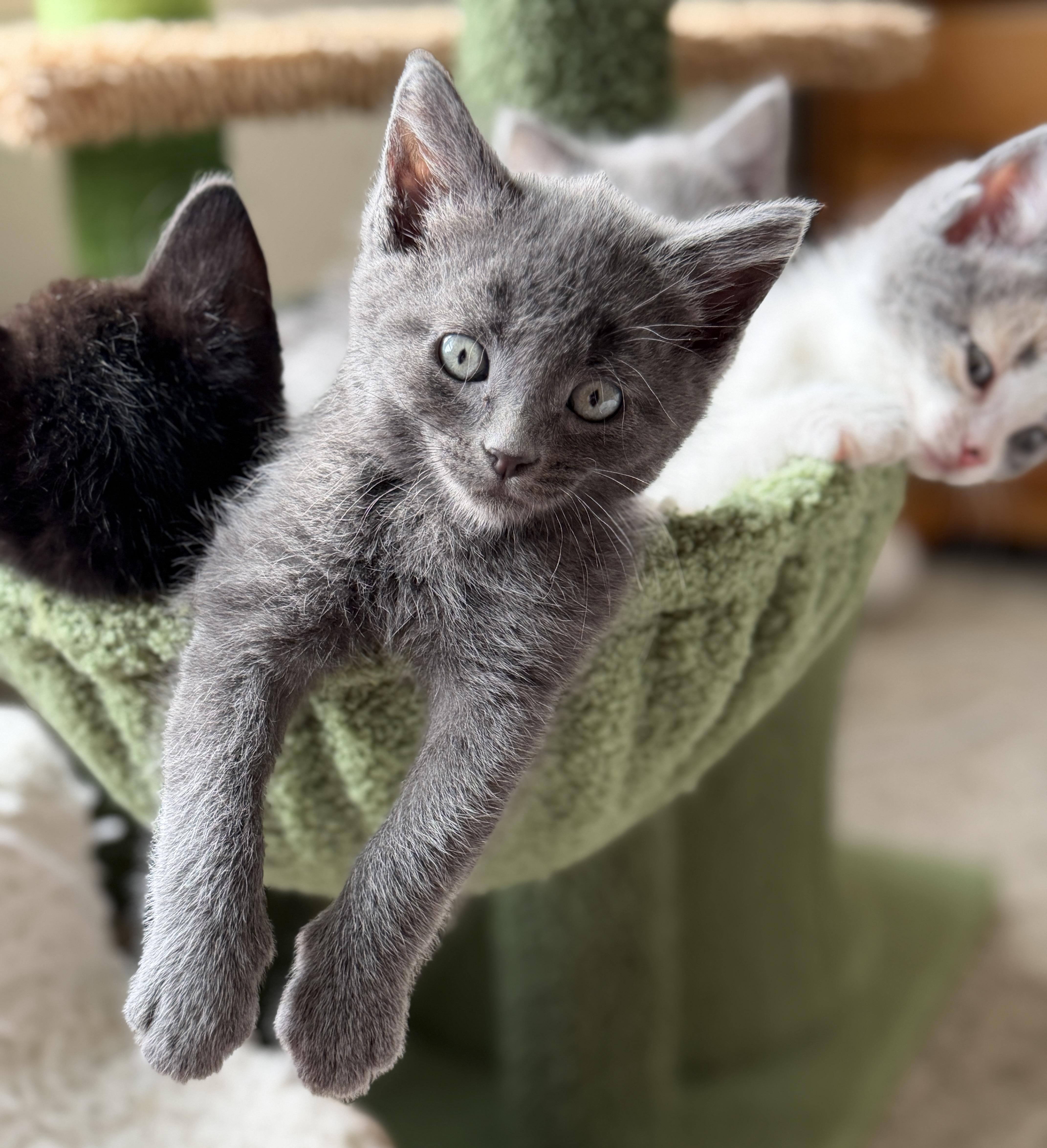 A baby small-sized male Gray / Blue / Silver Domestic Short Hair cat named Jasper for adoption in Indianapolis, IN