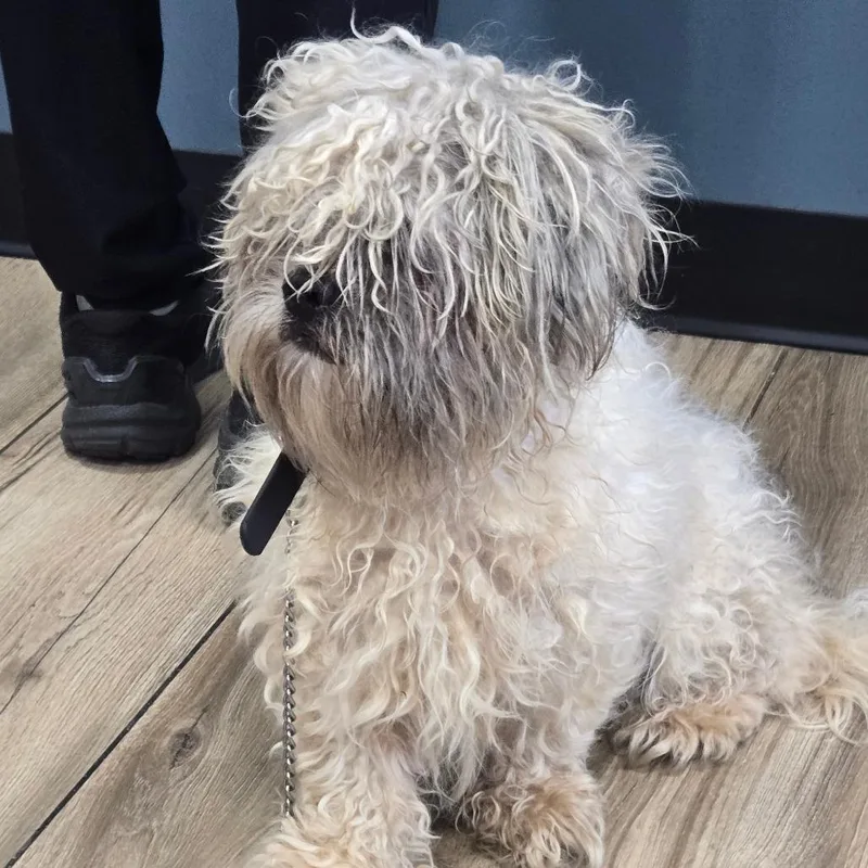 A young small-sized male Mixed Breed dog named Teezo for adoption in Newark, NJ
