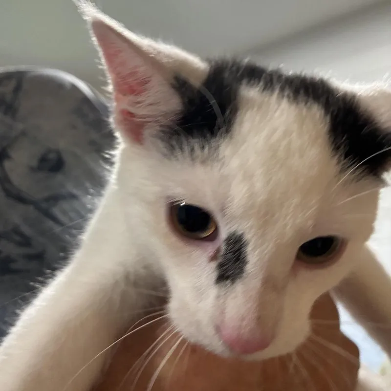 A baby small-sized male Domestic Short Hair cat named Mo for adoption in Mundelein, IL