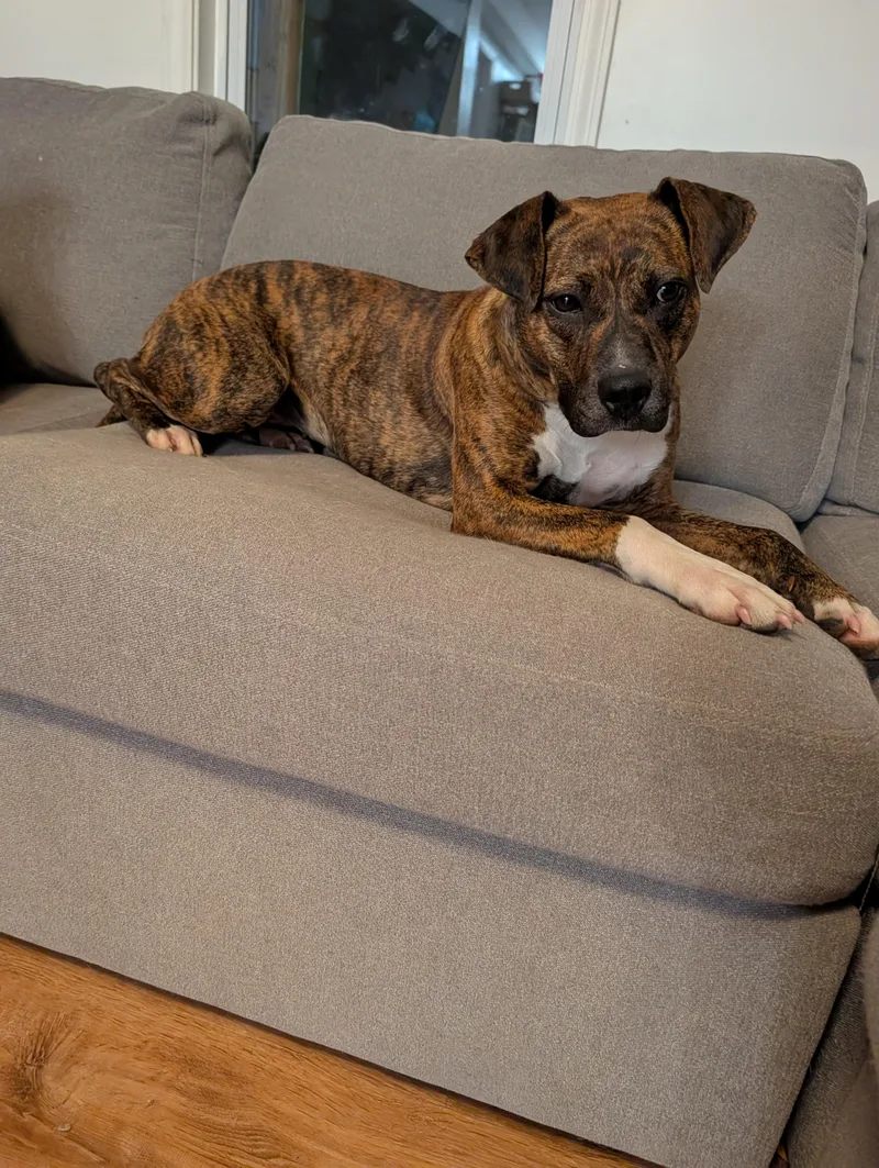 An adult medium-sized female Brindle Pit Bull Terrier dog named Ruby for adoption in Johnstown, PA