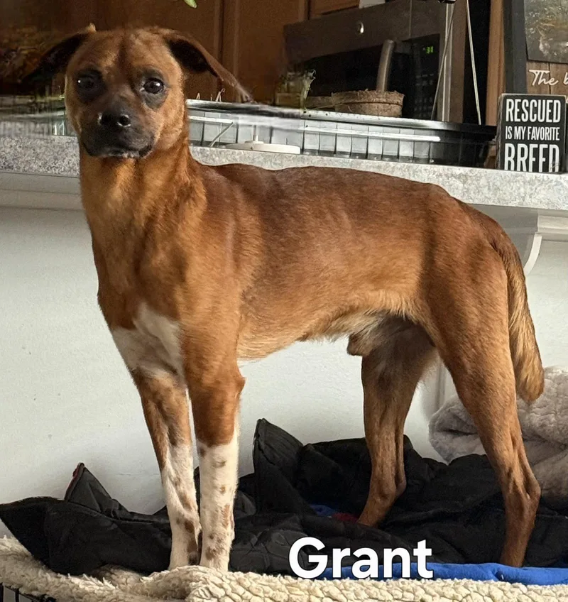 An adult small-sized male Chihuahua dog named Grant for adoption in Franklin, TN
