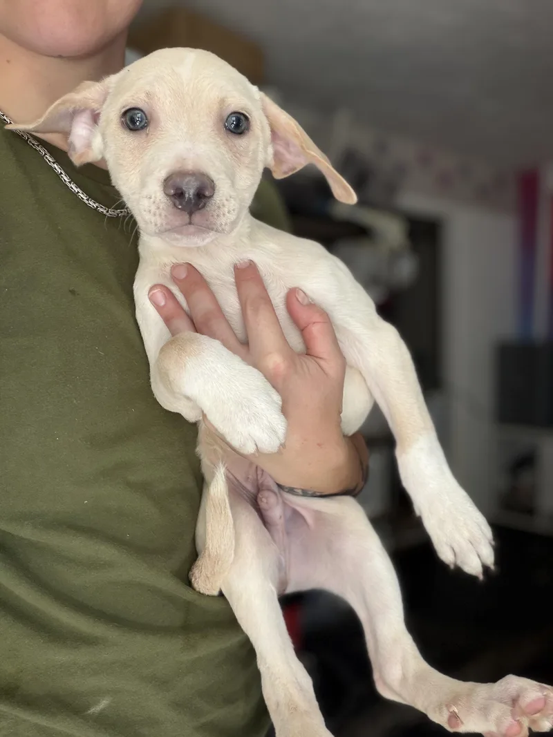 A baby medium-sized male Pit Bull Terrier dog named Perry for adoption in Felton, PA